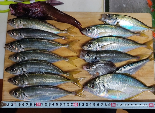 アジの釣果