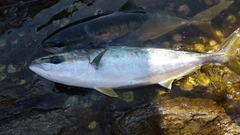 ヤズの釣果
