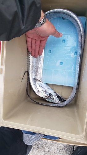 タチウオの釣果