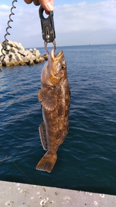 アイナメの釣果