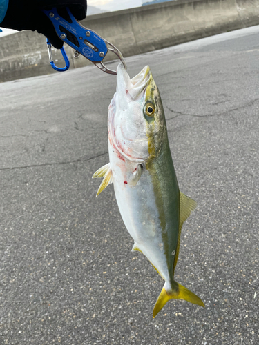 イナダの釣果