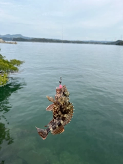 アラカブの釣果