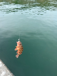 アラカブの釣果