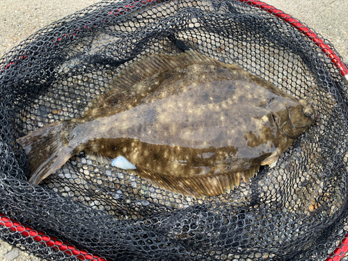 カレイの釣果