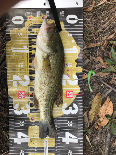 ブラックバスの釣果