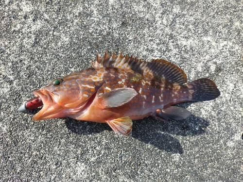 キジハタの釣果