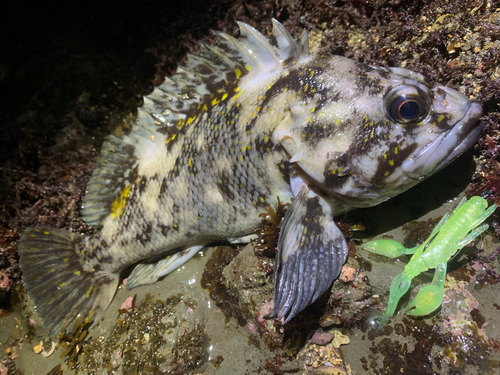 ハチガラの釣果