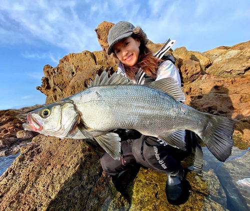 ヒラスズキの釣果