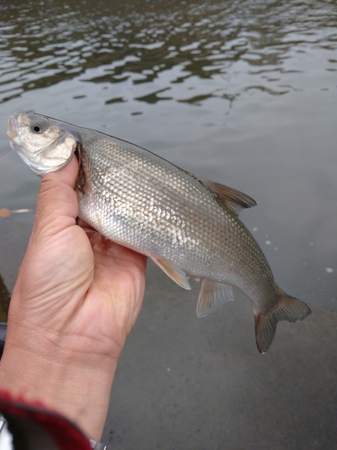 ウグイの釣果