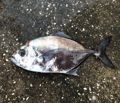 ヒラアジの釣果