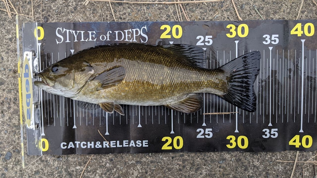 スモールマウスバス