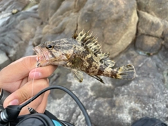 タケノコメバルの釣果