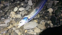 テンジクタチの釣果