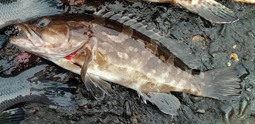 釣果