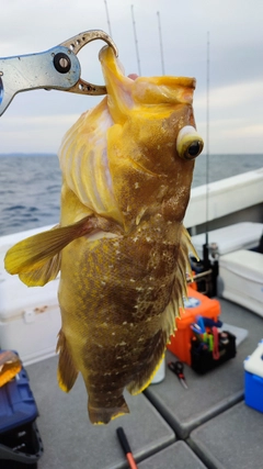 アオハタの釣果