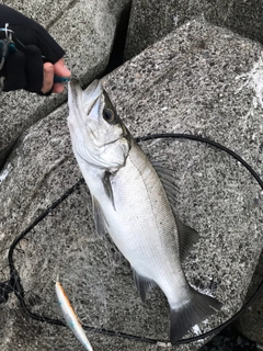 ヒラスズキの釣果