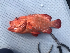 アザハタの釣果