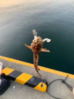 アサヒアナハゼの釣果