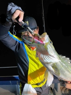 スズキの釣果