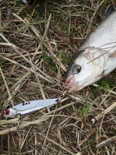 ウグイの釣果