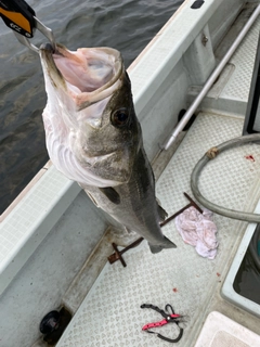 シーバスの釣果