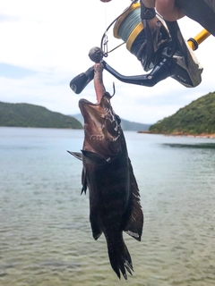 ヤミハタの釣果