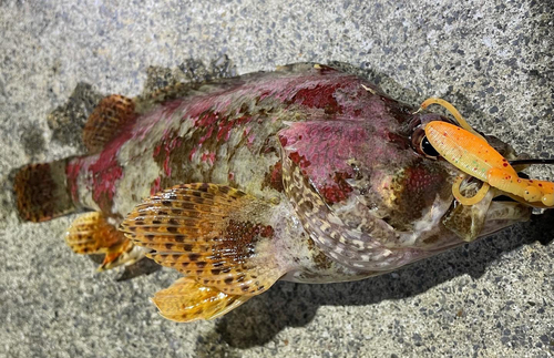 ソイの釣果