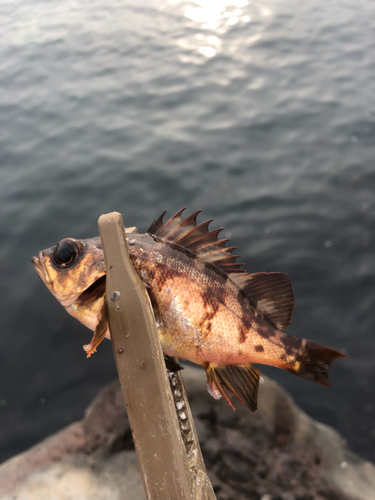 アカメバルの釣果