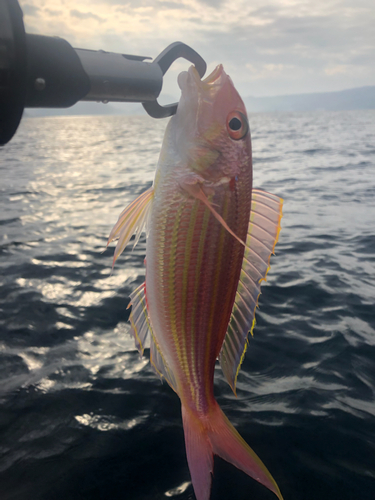 イトヨリダイの釣果