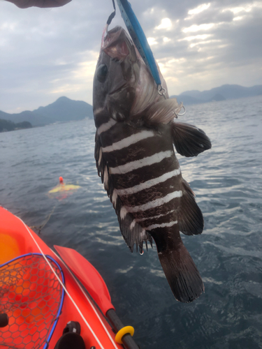 マハタの釣果