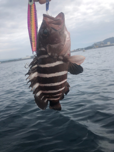 マハタの釣果