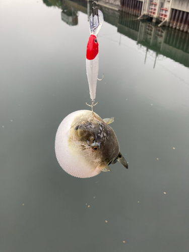 フグの釣果