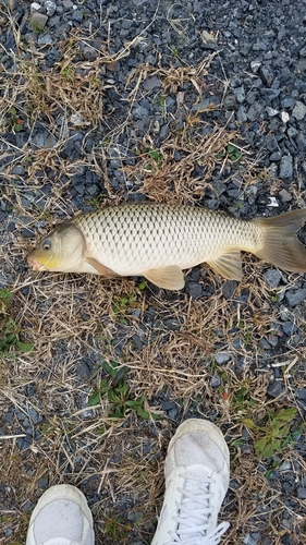 ニゴイの釣果