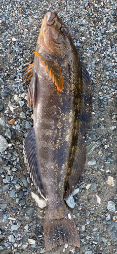 アイナメの釣果