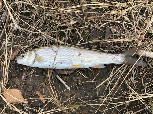 ウグイの釣果