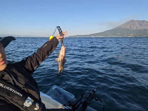 オオモンハタの釣果