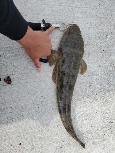 マゴチの釣果