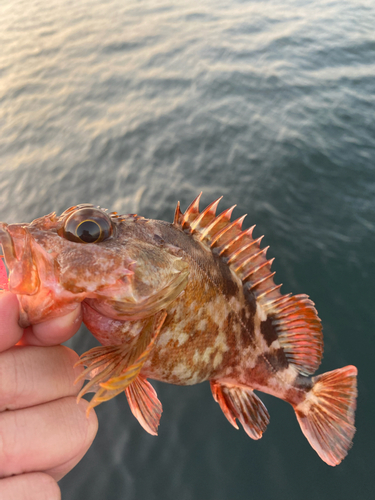 カサゴの釣果