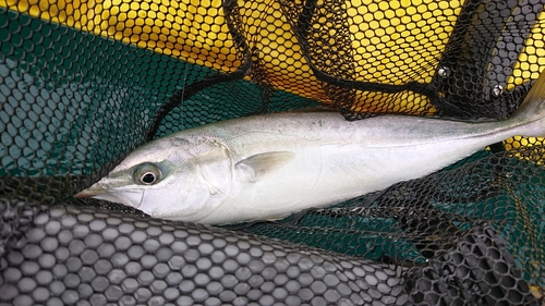 イナダの釣果