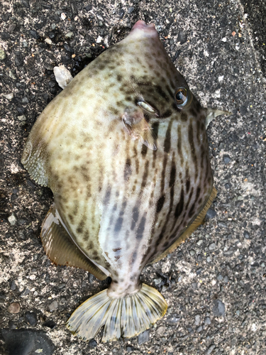 カワハギの釣果