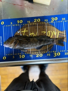 アイナメの釣果