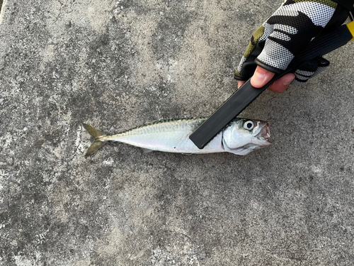 サバの釣果