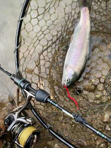 ニジマスの釣果