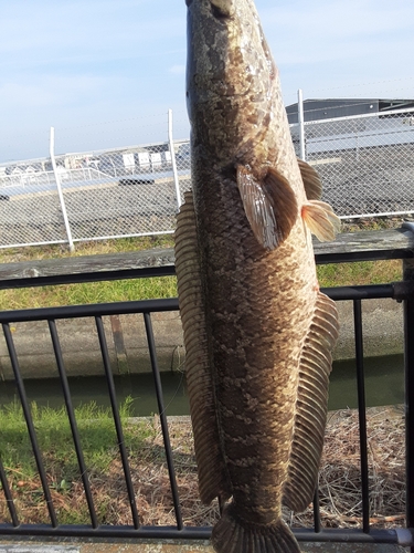 ライギョの釣果