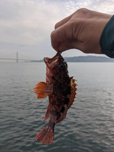 カサゴの釣果