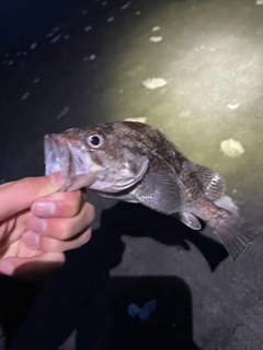 クロソイの釣果