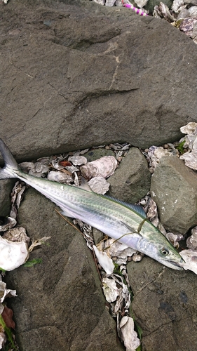 サゴシの釣果