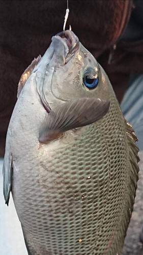 クチブトグレの釣果