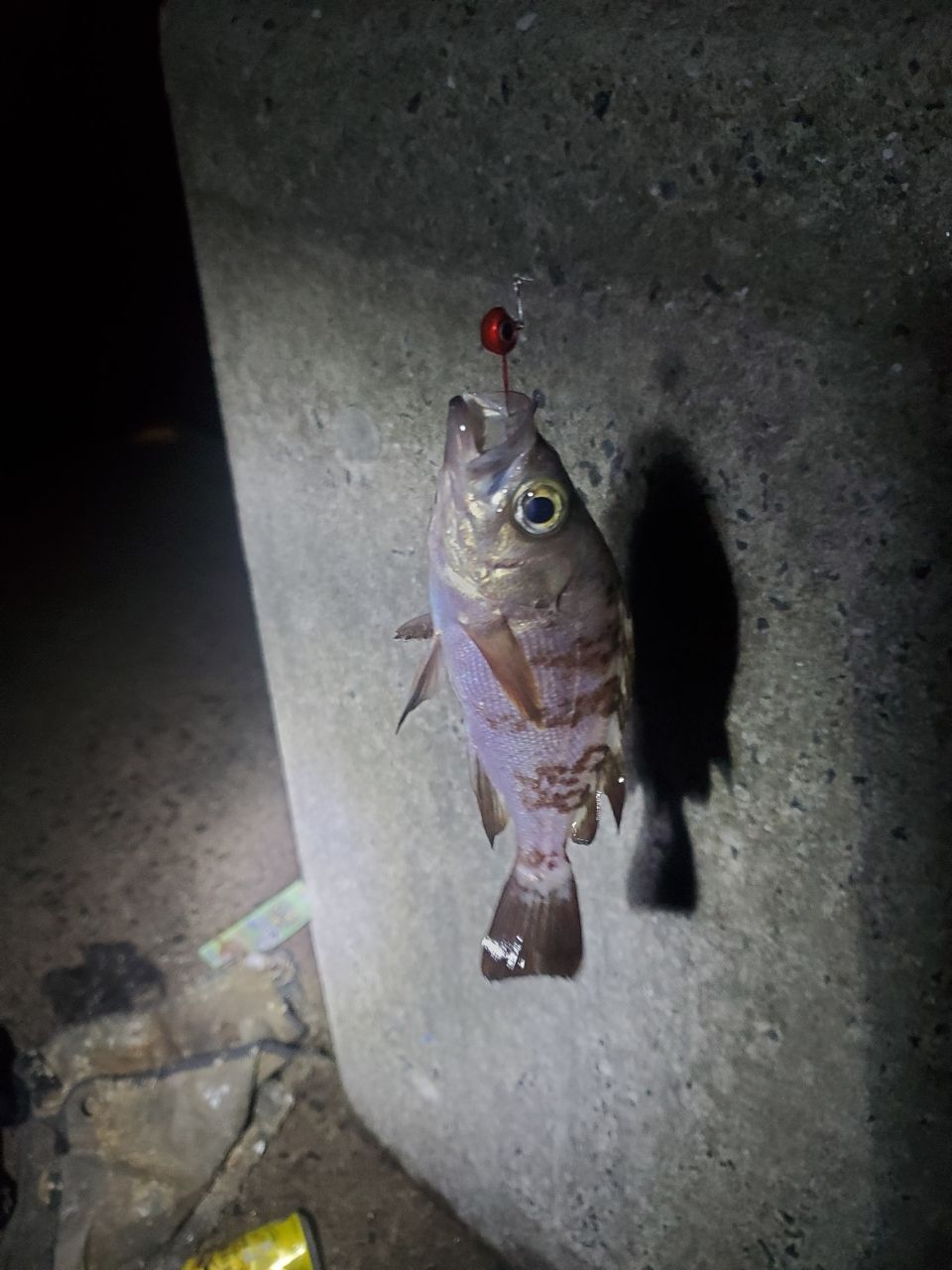 カサゴ