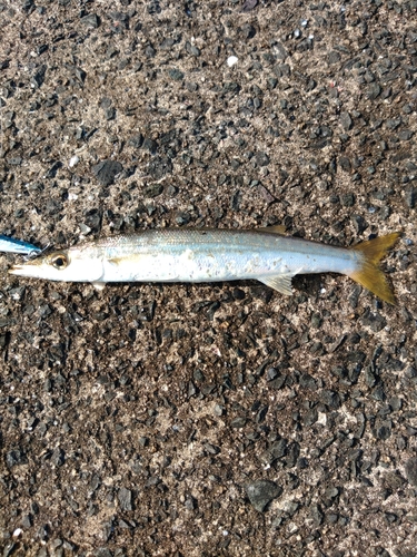 カマスの釣果